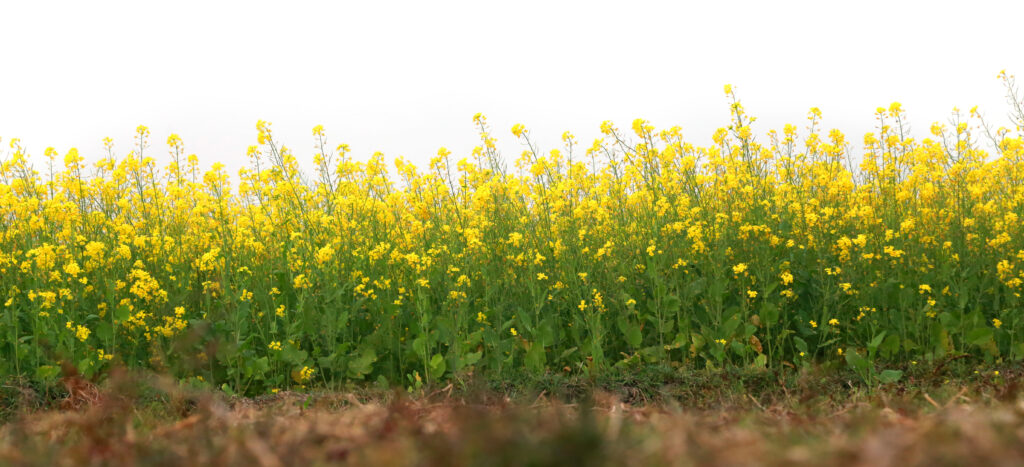 Senfblume, der Anfang des Genuss Senfs Gnusswärch Wegenstetten